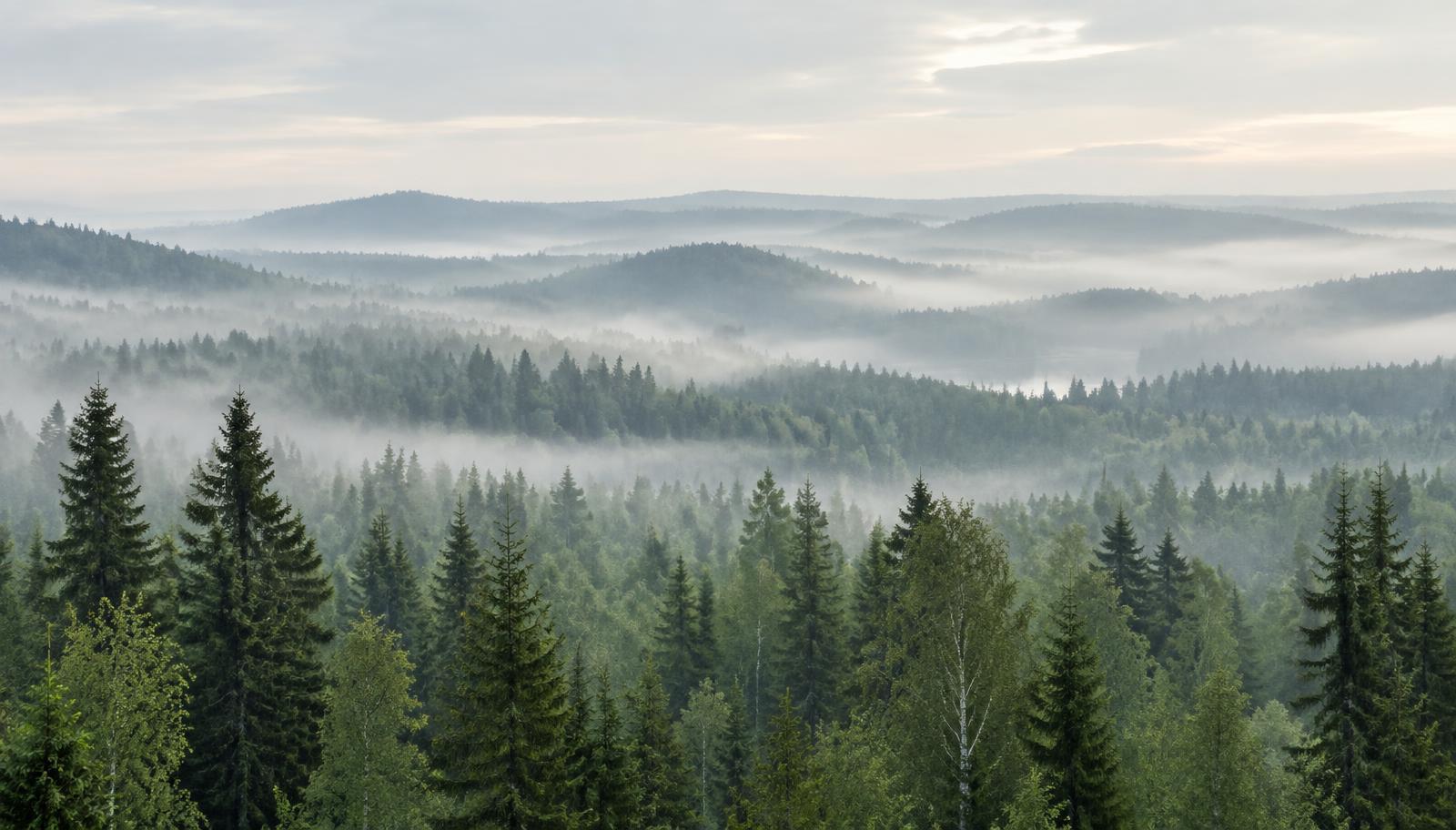 Misted forest ridges layered one behind the other